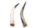 Polished Steer Horn: 22" to 24": Assorted - 304-S2224-AS (Y3H)