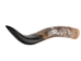 Polished Steer Horn: 26" to 28": Assorted - 304-S2628-AS (Y3H)