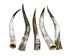 Polished Steer Horn: 28" to 30": Assorted - 304-S2830-AS (Y3H)