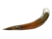 Polished Steer Horn: 30" to 32": Assorted - 304-S3032-AS (Y3H)