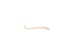 Raccoon Baculum: Small - 378-05S (Y2L)