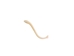 Raccoon Baculum: Small - 378-05S (Y2L)