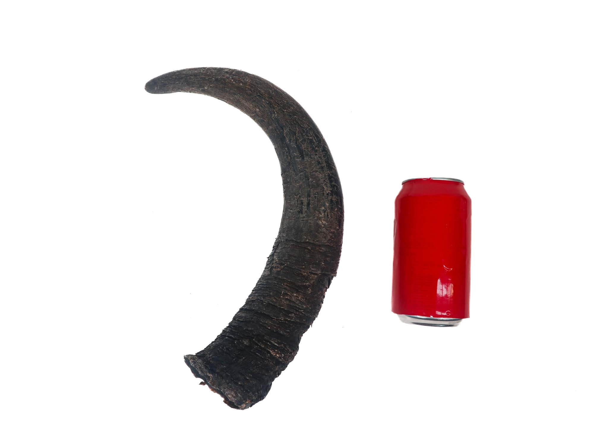 Large Female North American Buffalo Horn Cap: #1 Grade