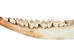 Buffalo Jaw Bone: Regular - 584-R (Y2L)