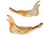 Buffalo Jaw Bone: Regular - 584-R (Y2L)