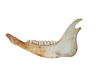 Buffalo Jaw Bone: Regular 