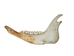 Buffalo Jaw Bone: Regular - 584-R (Y2L)