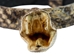 1" Real Texas Western Diamondback Rattlesnake Hat Band with Front Head & Rattle - 598-HB160 (Y2L)