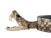 1" Real Texas Western Diamondback Rattlesnake Hat Band with Front Head & Rattle - 598-HB160 (Y2L)