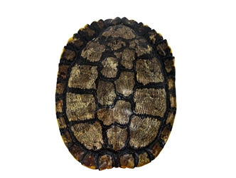 Red Ear Turtle Shell with a Block Pattern 6 to 7