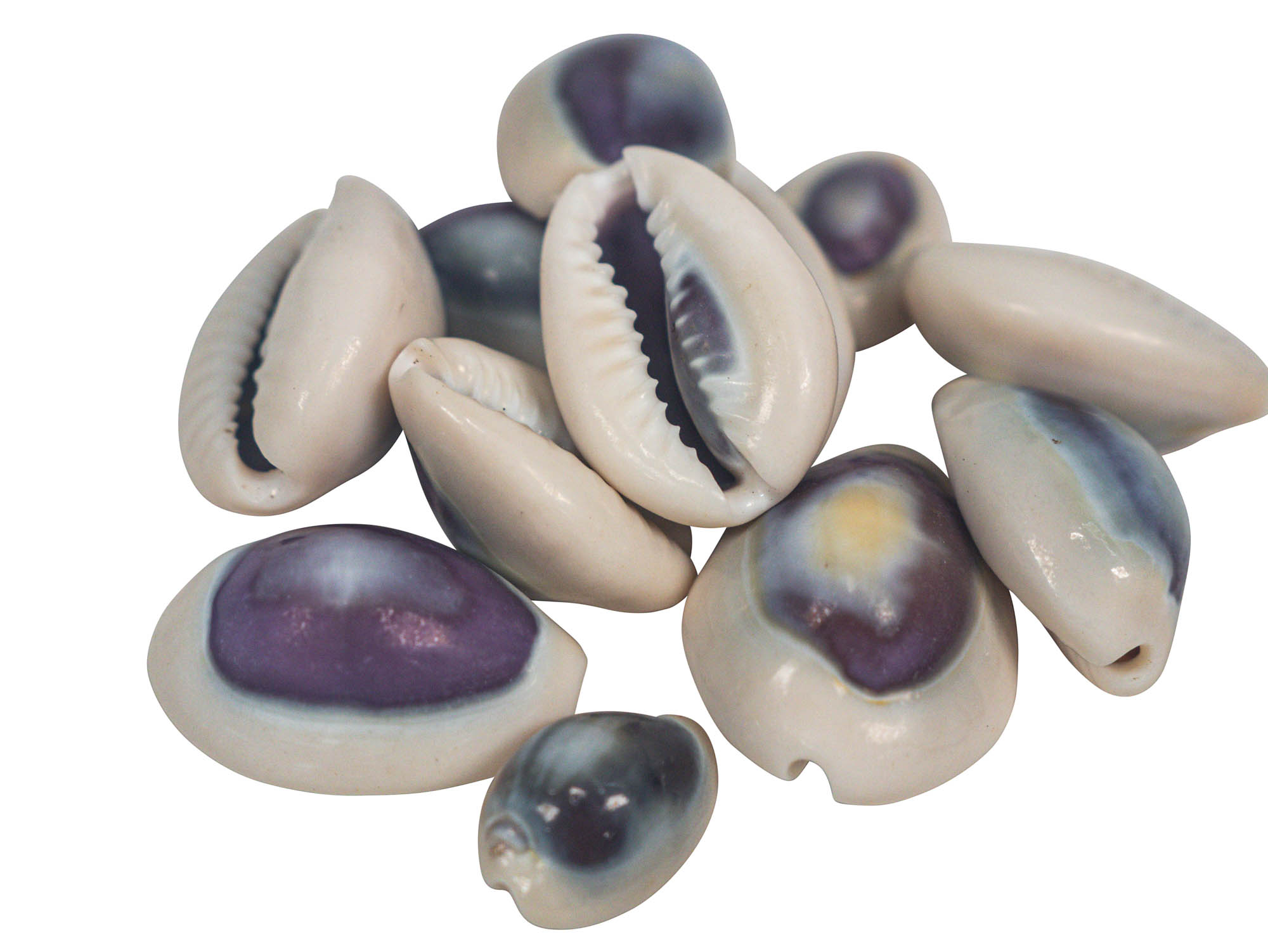 Where to Find Cowrie Shells - HubPages