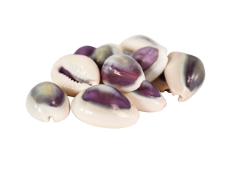 Purple Ringtop Cowrie Shell (10-Pack) cowry shells