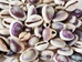 Purple Ringtop Cowrie Shell (kg) - 269-275-KG (Y3J)