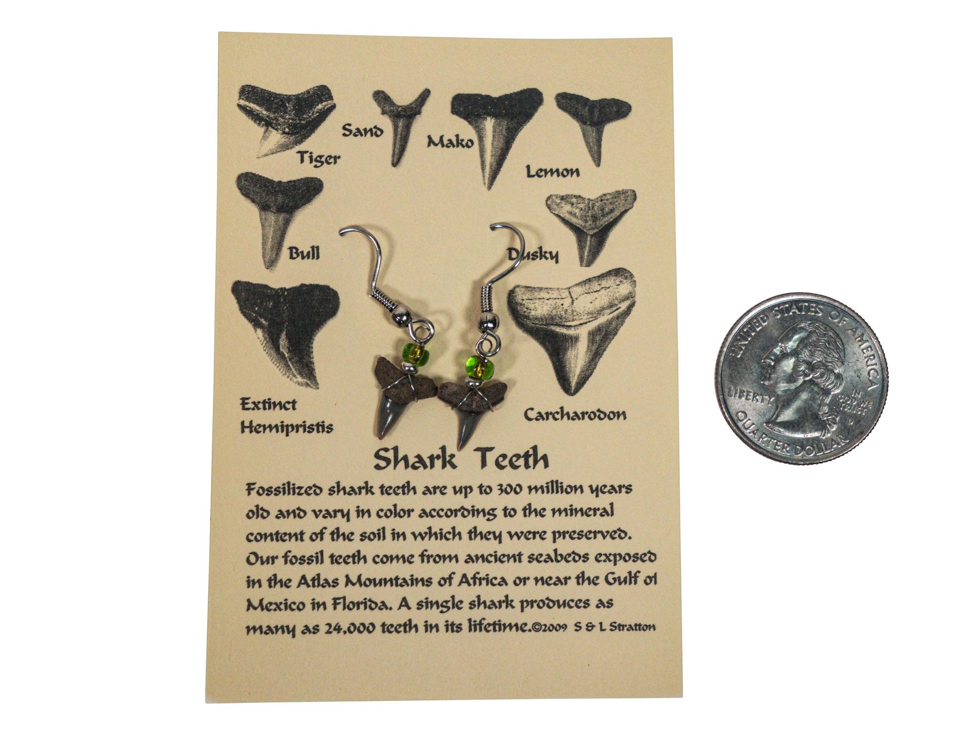 shark tooth single earring