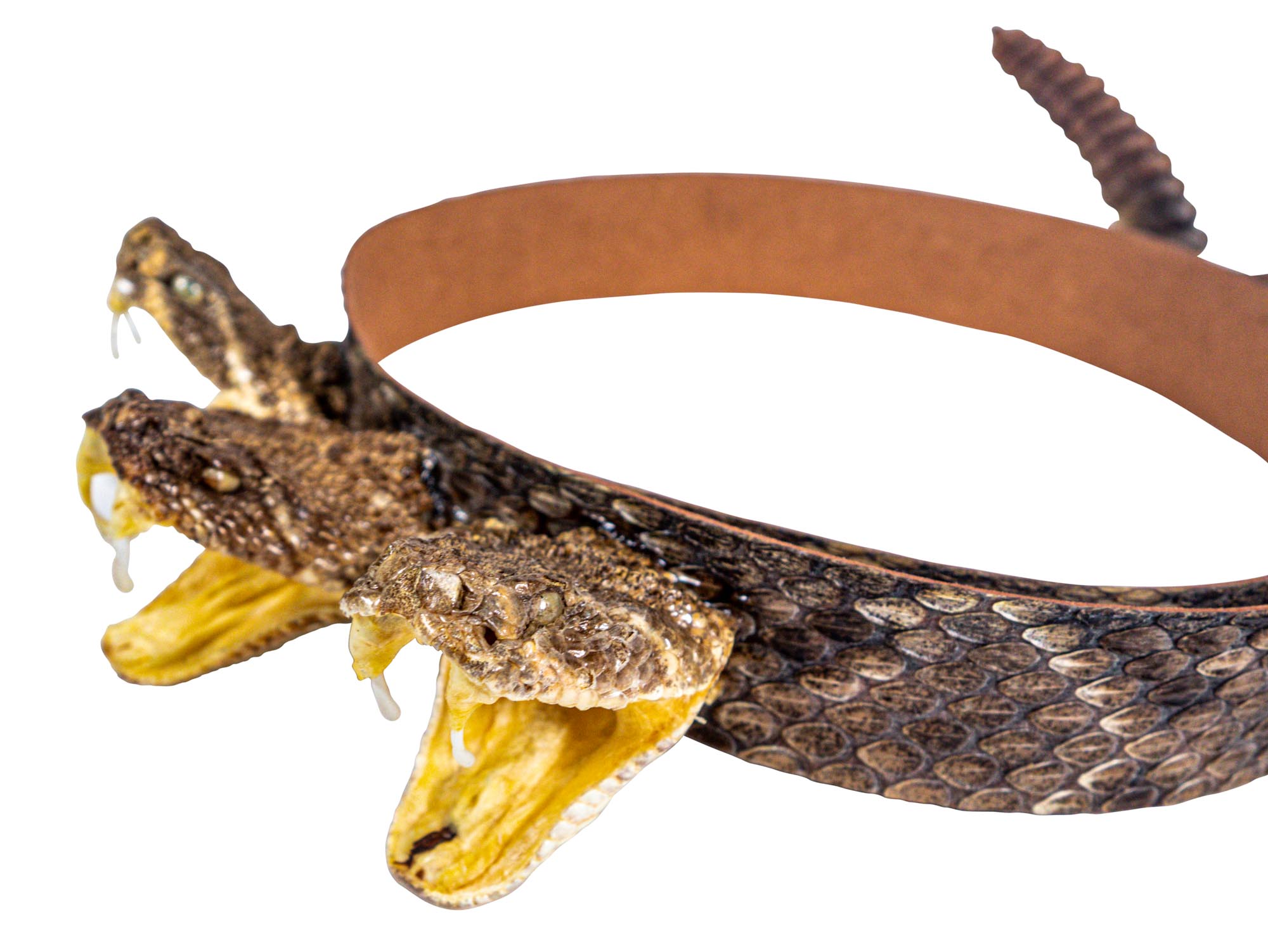 Western Diamondback Rattlesnake Hatband cheapest with Rattle(Hat Not Included)