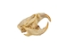 Marten Skull: Broken or Cracked - 649-G11031501 (10UF)