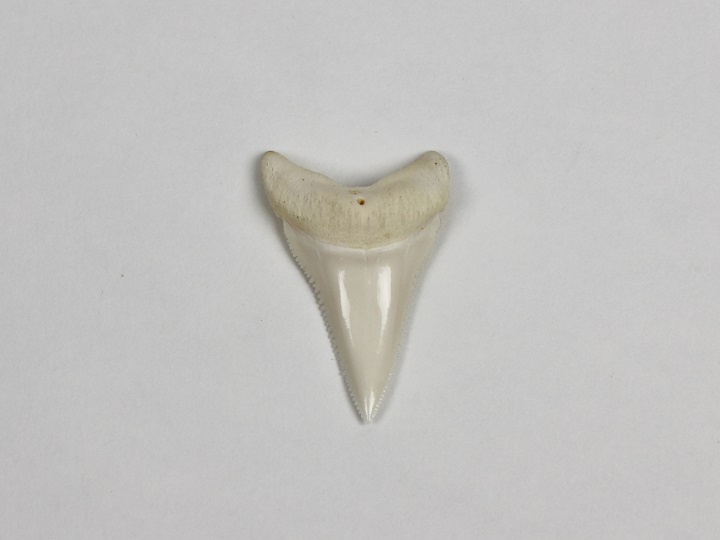 Great White Shark Tooth: 1 7/8: Gallery Item