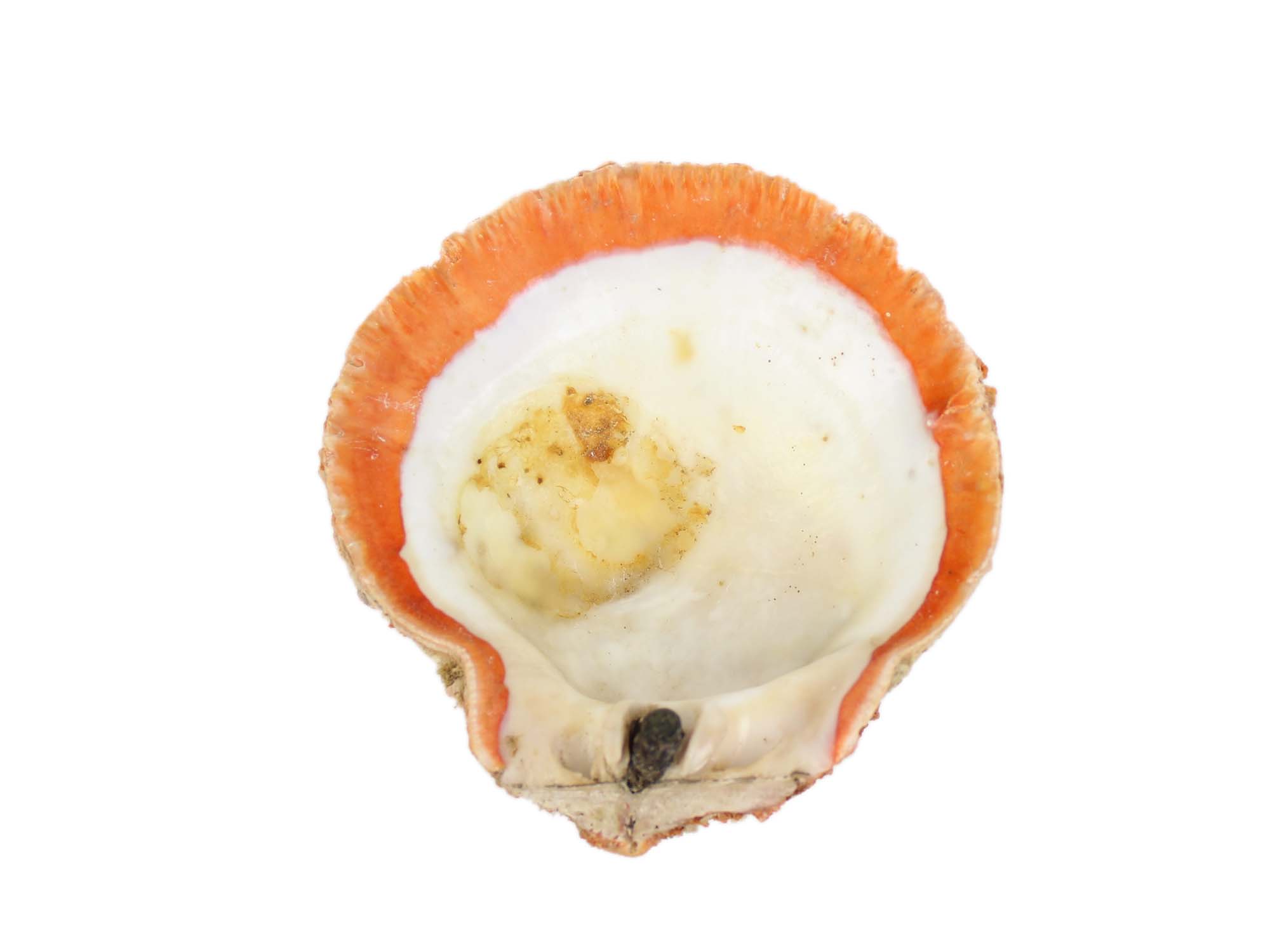 Spiny oyster and selling shell object