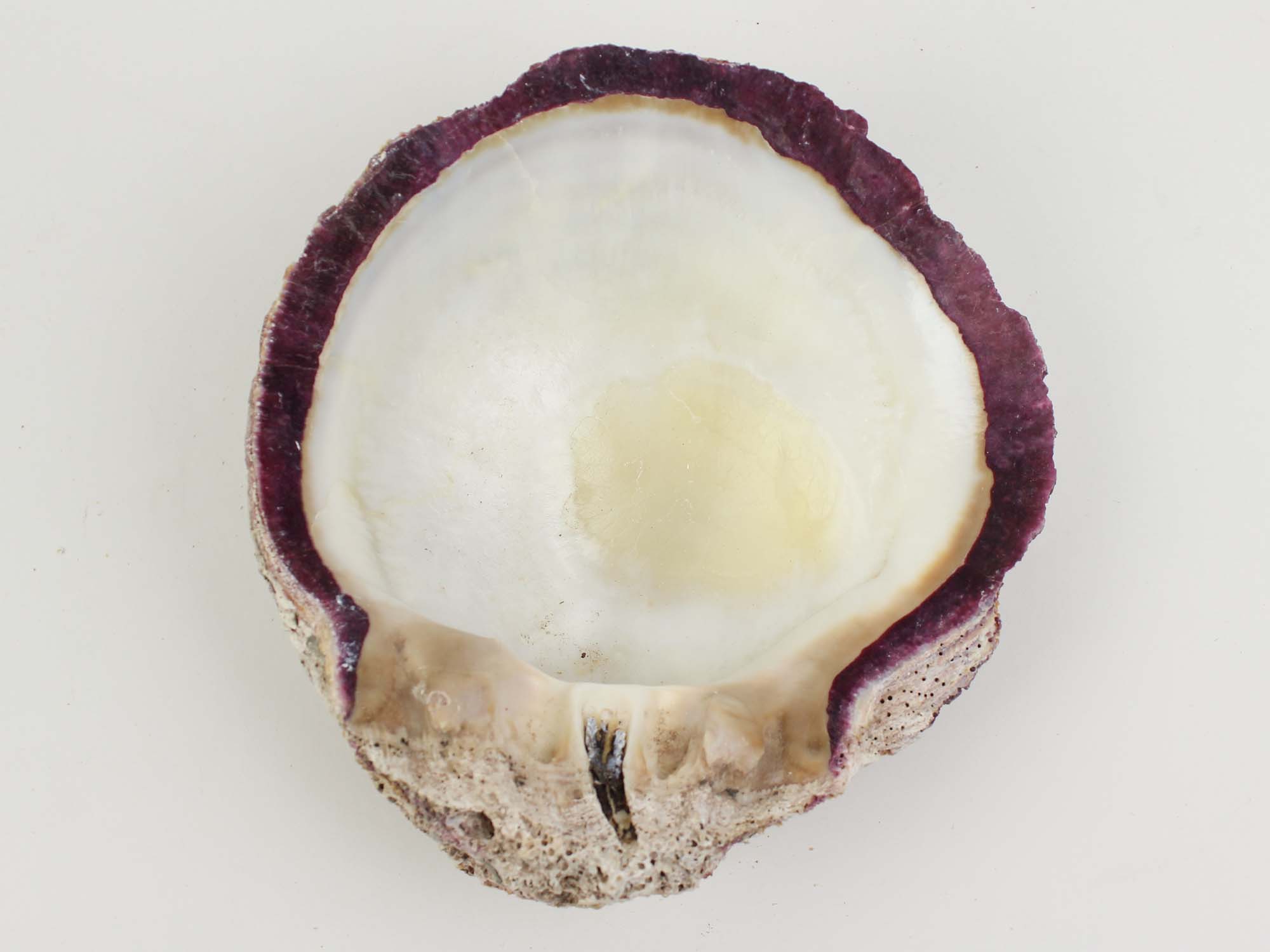 Purple Spiny Oyster Shell – Second sale Quality (1086-22-G3329) Q3