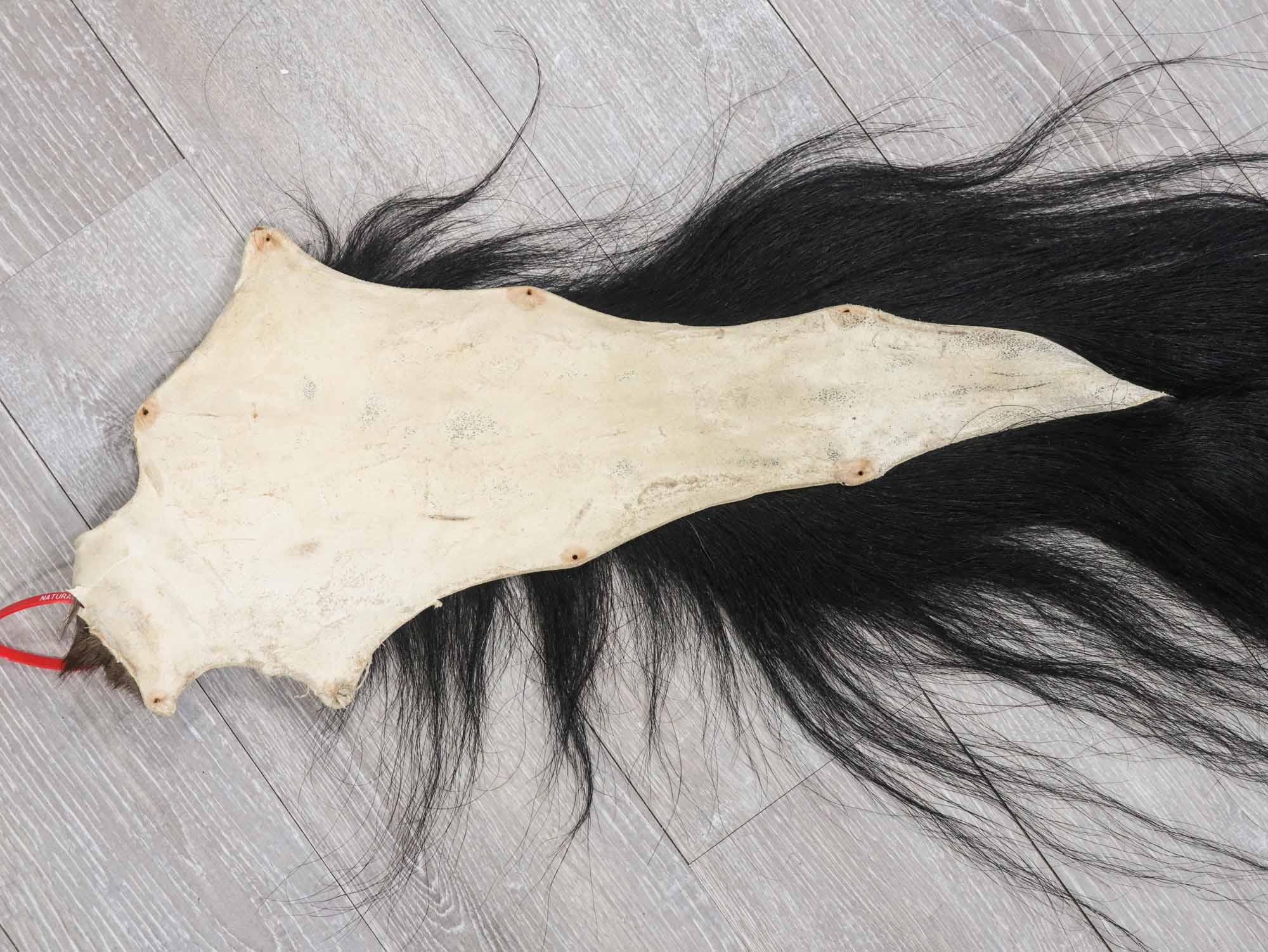 Hard-Tanned Real high quality Horse Tail (18-06-G3693) 10UB