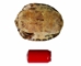 River Cooter Turtle Shell: 10" to 11": Gallery Item - 1077-1011-G5849 (Y3K)