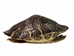 River Cooter Turtle Shell: 10" to 11": Gallery Item - 1077-1011-G5849 (Y3K)