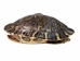 River Cooter Turtle Shell: 10" to 11": Gallery Item - 1077-1011-G5849 (Y3K)