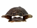 River Cooter Turtle Shell: 10" to 11": Gallery Item - 1077-1011-G5849 (Y3K)