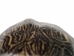 River Cooter Turtle Shell: 10" to 11": Gallery Item - 1077-1011-G5849 (Y3K)