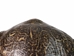 River Cooter Turtle Shell: 10" to 11": Gallery Item - 1077-1011-G5849 (Y3K)