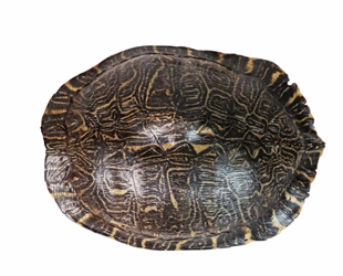 River Cooter Turtle Shell: 10" to 11": Gallery Item 