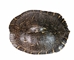 River Cooter Turtle Shell: 10" to 11": Gallery Item - 1077-1011-G5849 (Y3K)