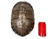 River Cooter Turtle Shell: 11" to 12": Gallery Item (Missing Scute) - 1077-1112-G8547 (Y3K)