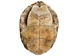 River Cooter Turtle Shell: 11" to 12": Gallery Item (Missing Scute) - 1077-1112-G8547 (Y3K)