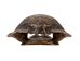 River Cooter Turtle Shell: 11" to 12": Gallery Item (Missing Scute) - 1077-1112-G8547 (Y3K)