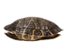 River Cooter Turtle Shell: 11" to 12": Gallery Item (Missing Scute) - 1077-1112-G8547 (Y3K)