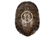 River Cooter Turtle Shell: 11" to 12": Gallery Item (Missing Scute) - 1077-1112-G8547 (Y3K)