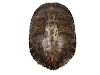 River Cooter Turtle Shell: 11" to 12": Gallery Item (Missing Scute) 