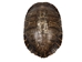 River Cooter Turtle Shell: 11" to 12": Gallery Item (Missing Scute) - 1077-1112-G8547 (Y3K)