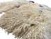 Super Deluxe Angora Wooly Chaps: Adult: Gallery Item - 1405-AN-G6381 (Y1F)