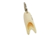 Reindeer Antler Keychain: Gallery Item - 1426-G4082 (Y1X)