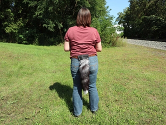 Wearable Cosplay Real Fox Tail with Belt Attachment: Gallery Item 