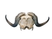 Musk Ox Skull: Gallery Item - 15-240-1-G04 (Y1L)