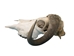 Musk Ox Skull: Gallery Item - 15-240-1-G04 (Y1L)