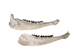 Musk Ox Skull: Gallery Item - 15-240-1-G04 (Y1L)