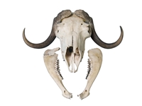 Musk Ox Skull: Gallery Item 