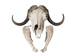 Musk Ox Skull: Gallery Item - 15-240-1-G04 (Y1L)