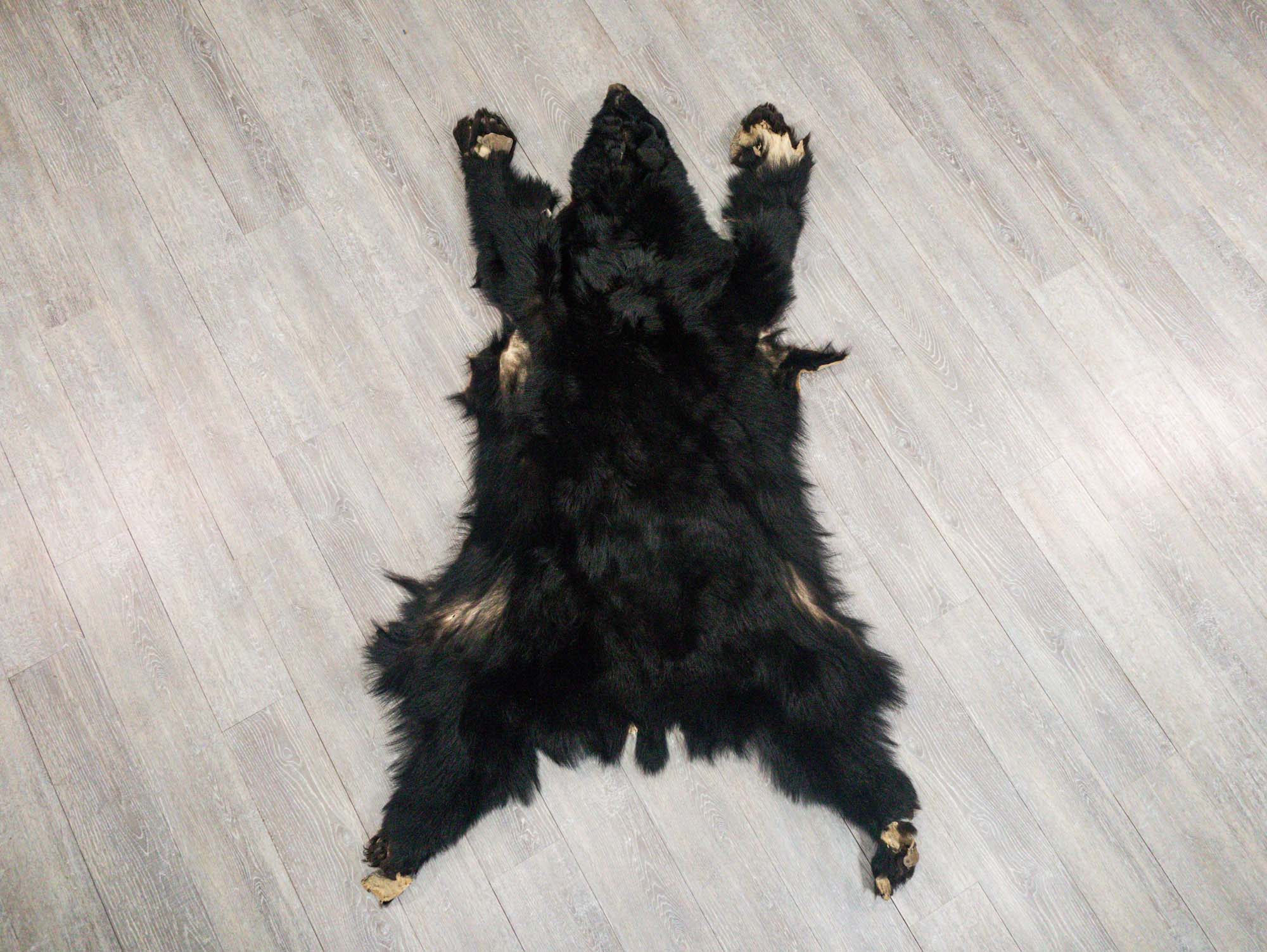 Black Bear Skin with Claws: Gallery Item