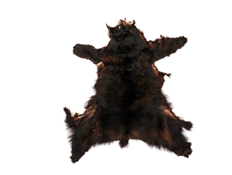 Craft Grade Black Bear Skin: Gallery Item 