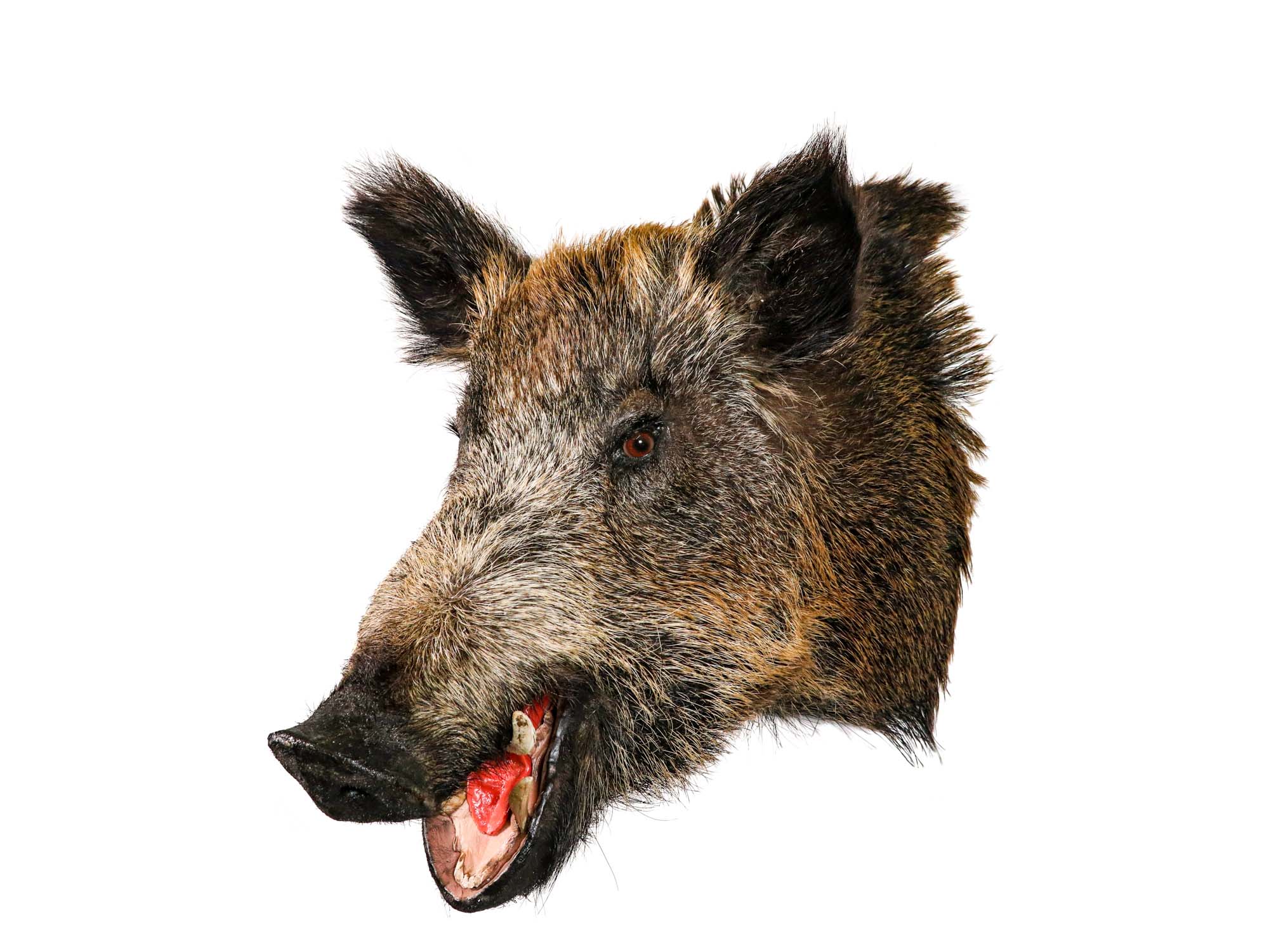 wild hog mount